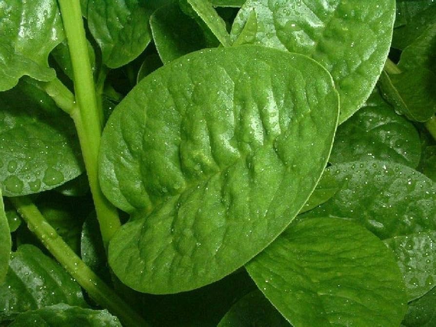 পুঁইশাক এর উপকারিতা
