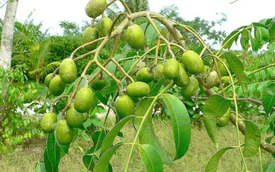 আমড়ার উপকারিতা ও অপকারিতা