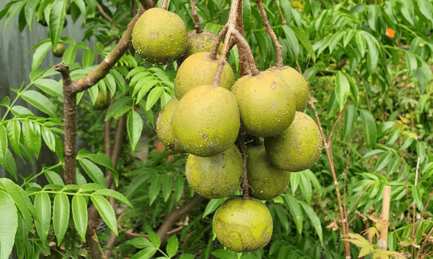 আমড়ার উপকারিতা ও অপকারিতা