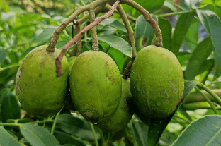 আমড়ার উপকারিতা ও অপকারিতা
