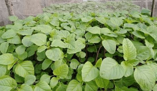 ডাটা শাকের উপকারিতা ও অপকারিতা