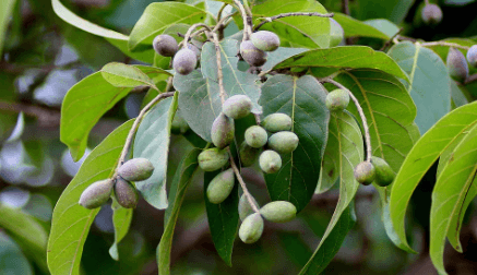 হরিতকির উপকারিতা ও অপকারিতা
