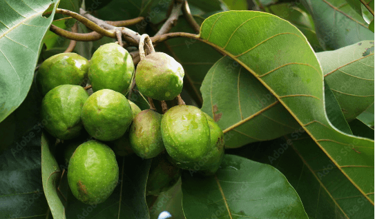 হরিতকির উপকারিতা ও অপকারিতা