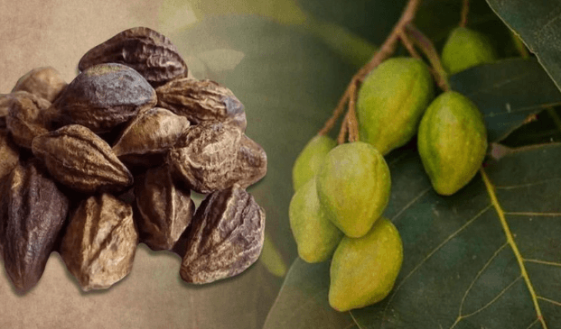 হরিতকির উপকারিতা ও অপকারিতা