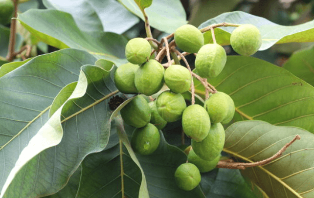 হরিতকির উপকারিতা ও অপকারিতা