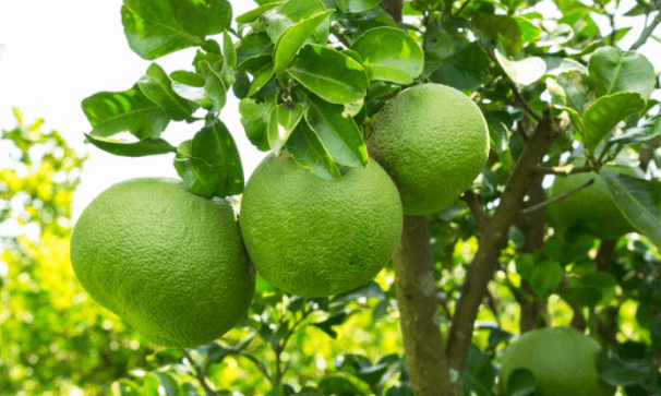 জাম্বুরার উপকারিতা ও অপকারিতা