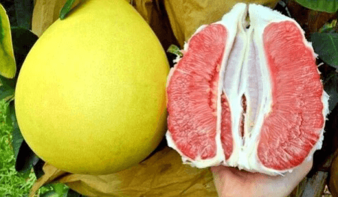 জাম্বুরার উপকারিতা ও অপকারিতা