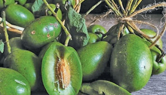 জলপাই এর উপকারিতা ও অপকারিতা