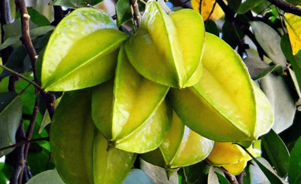 কামরাঙ্গার উপকারিতা ও অপকারিতা