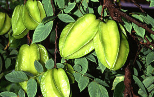 কামরাঙ্গার উপকারিতা ও অপকারিতা