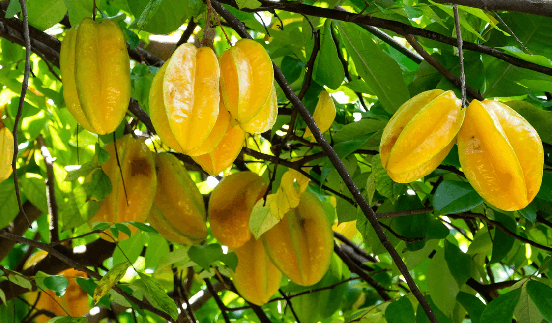 কামরাঙ্গার উপকারিতা ও অপকারিতা