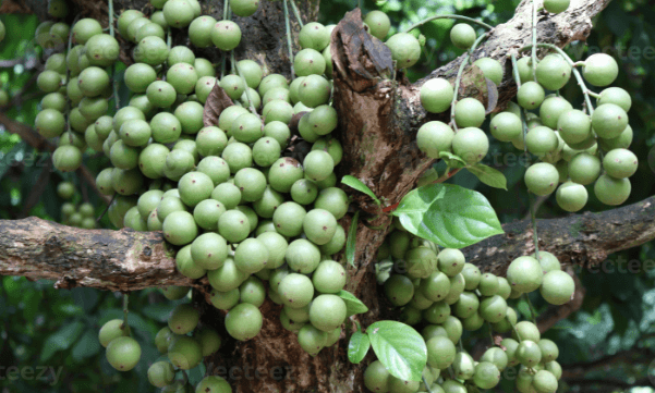 লটকনের উপকারিতা ও অপকারিতা