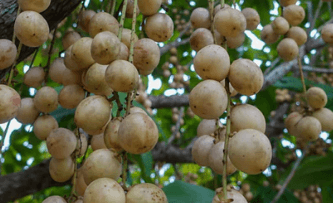 লটকনের উপকারিতা ও অপকারিতা
