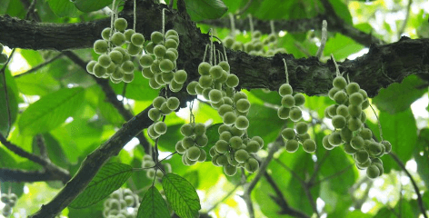 লটকনের উপকারিতা ও অপকারিতা
