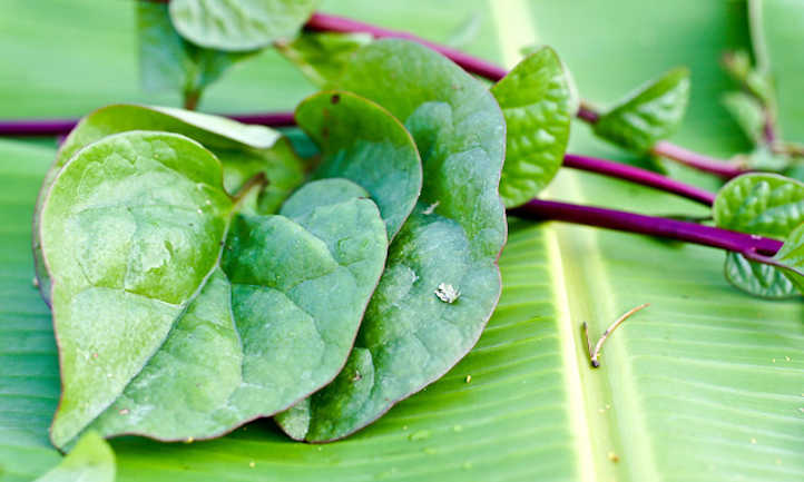 পুঁইশাক এর উপকারিতা