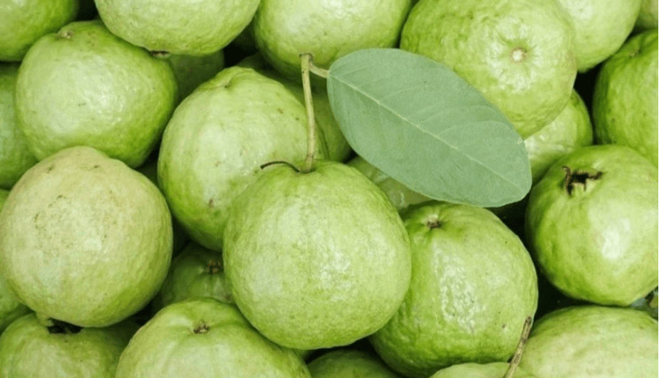 পেয়ারা খাওয়ার উপকারিতা