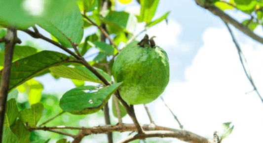 পেয়ারা খাওয়ার উপকারিতা