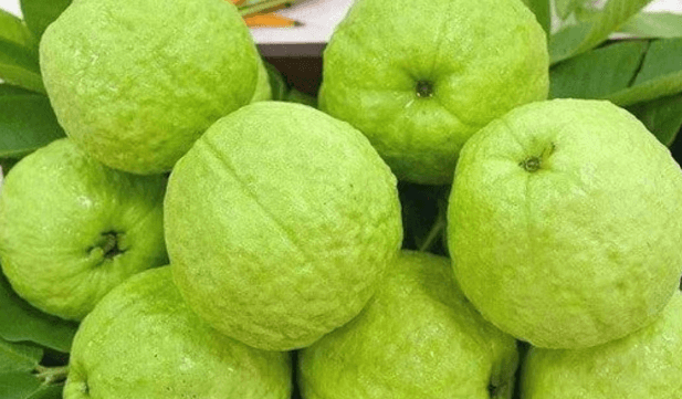 পেয়ারা খাওয়ার উপকারিতা