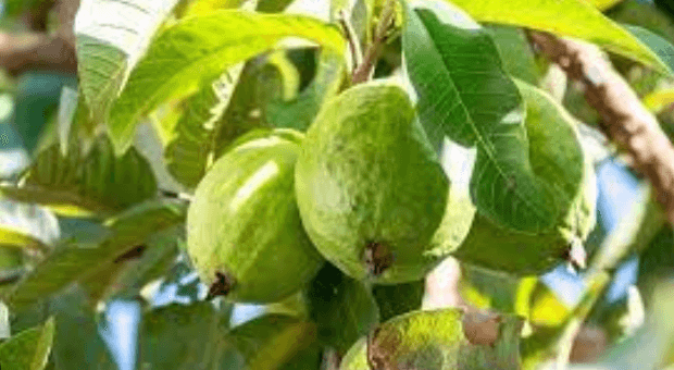 পেয়ারা খাওয়ার উপকারিতা