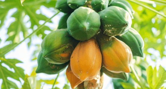 পেঁপের উপকারিতা