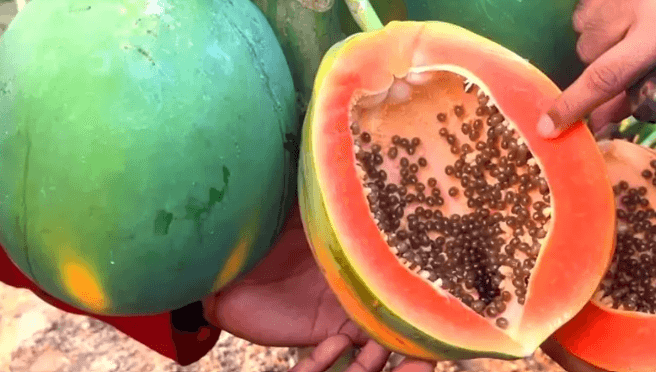 পেঁপের উপকারিতা