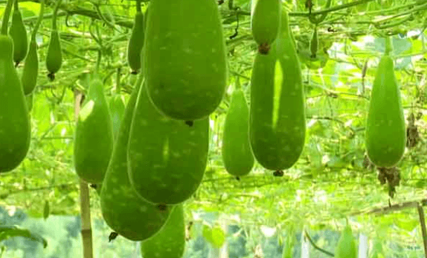 লাউ এর উপকারিতা ও অপকারিতা