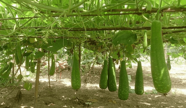 লাউ এর উপকারিতা ও অপকারিতা