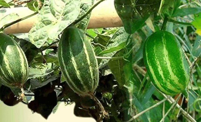 পটলের উপকারিতা ও অপকারিতা
