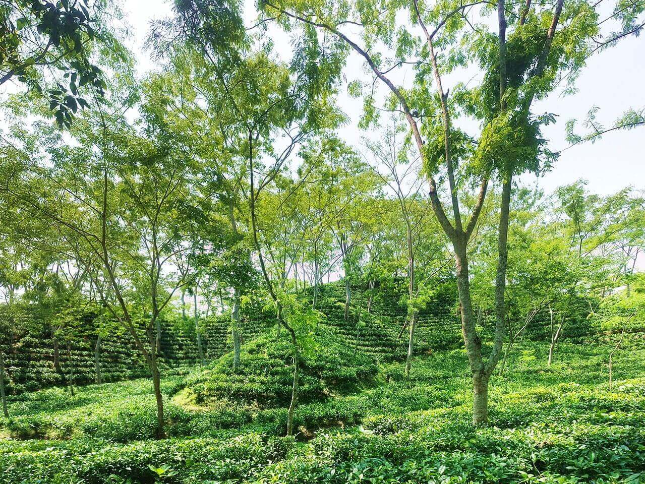 Top 10 Beautiful Places in Bangladesh
