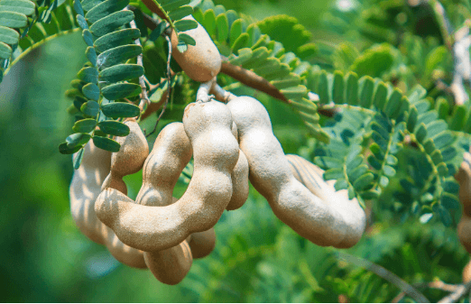 তেঁতুল খাওয়ার উপকারিতা