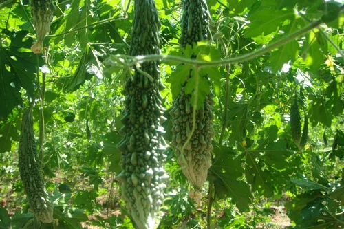 করলার উপকারিতা ও অপকারিতা