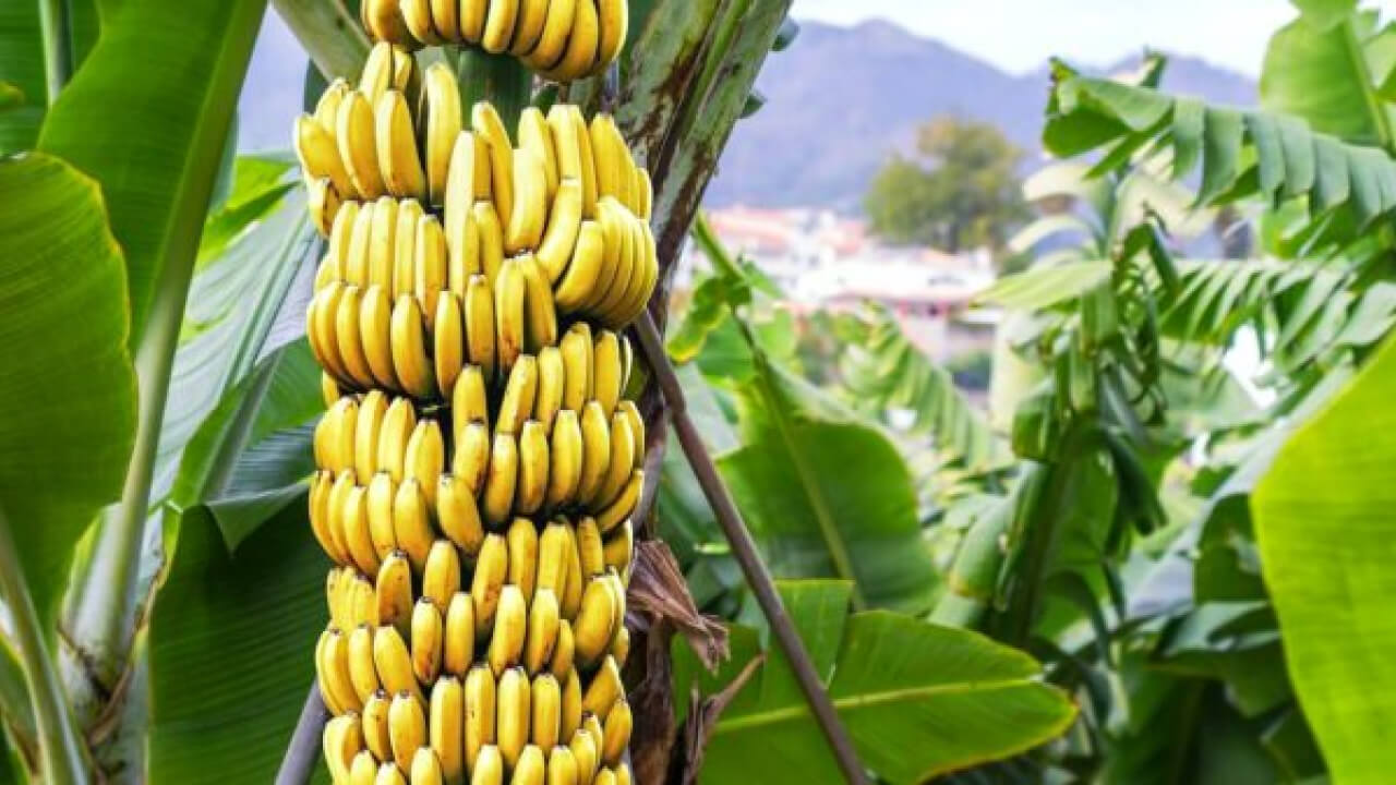 List of GI Product of Bangladesh