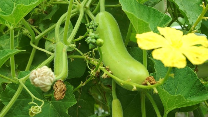 লাউ শাকের উপকারিতা ও অপকারিতা