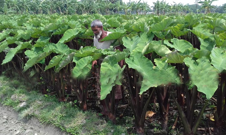 কচু শাকের উপকারিতা