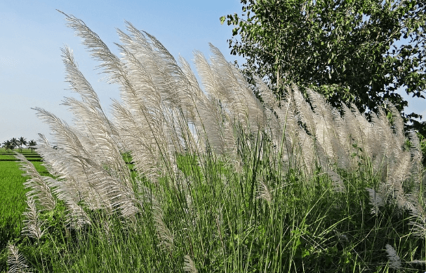 কাশফুল নিয়ে ক্যাপশন