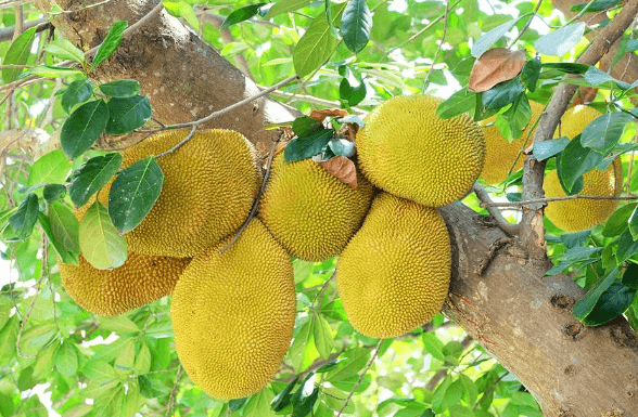 কাঁঠালের উপকারিতা