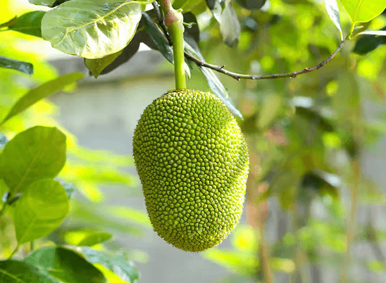 কাঁঠালের উপকারিতা