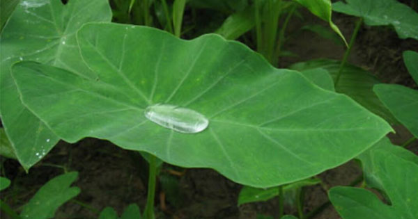 কচু শাকের উপকারিতা