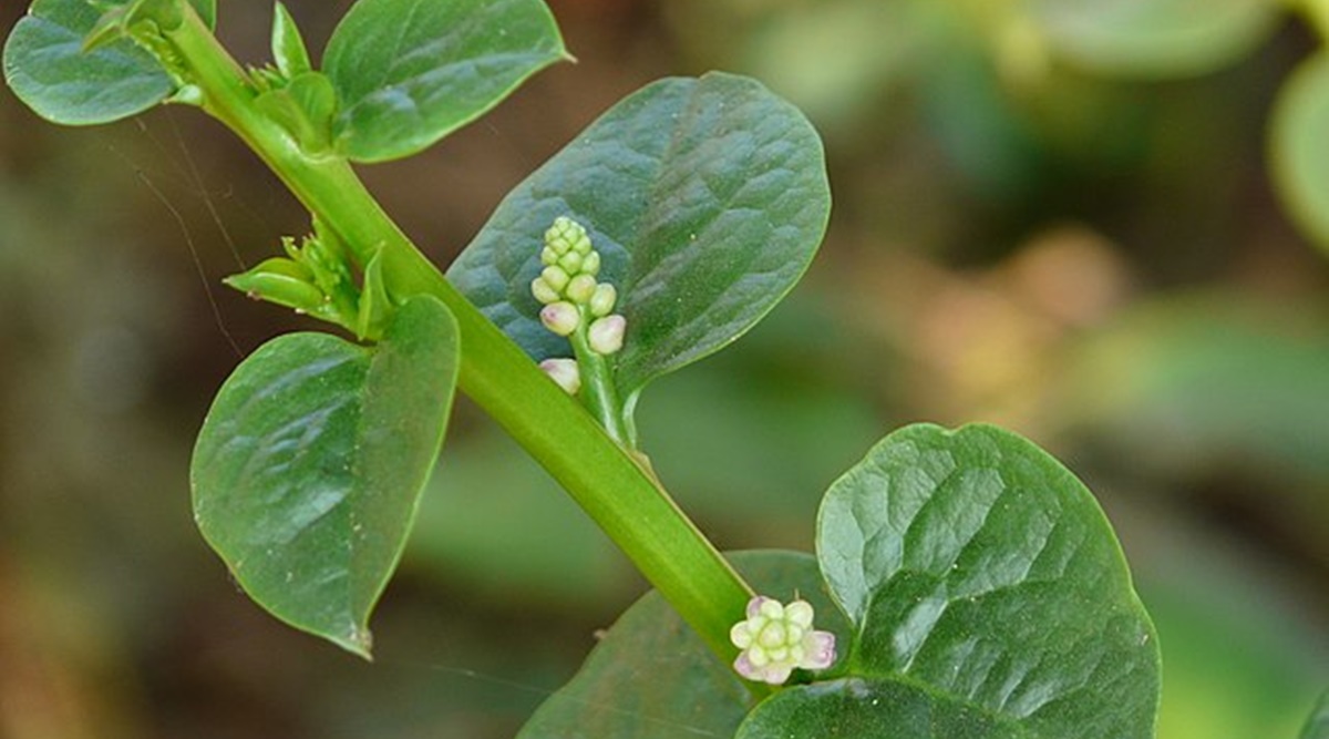 পুঁইশাক এর উপকারিতা