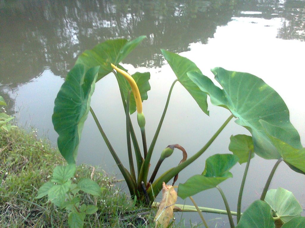 কচু শাকের উপকারিতা