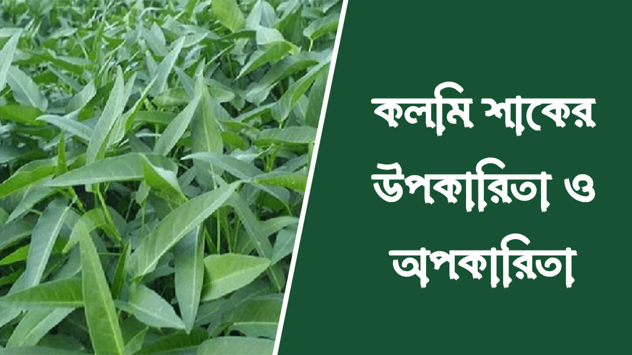কলমি শাকের উপকারিতা ও অপকারিতা