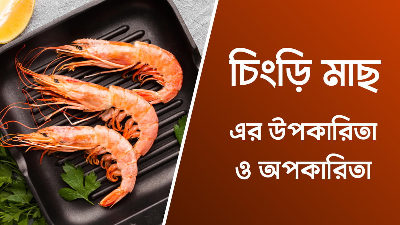 চিংড়ি মাছের উপকারিতা ও অপকারিতা