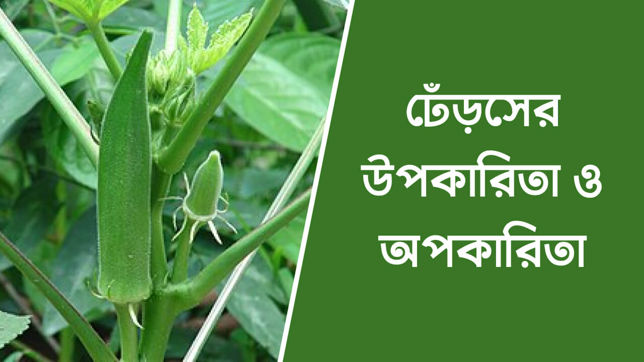 ঢেঁড়সের উপকারিতা ও অপকারিতা