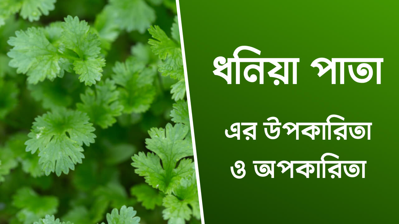 ধনিয়া পাতার উপকারিতা ও অপকারিতা