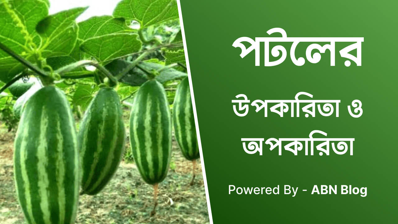 পটলের উপকারিতা ও অপকারিতা