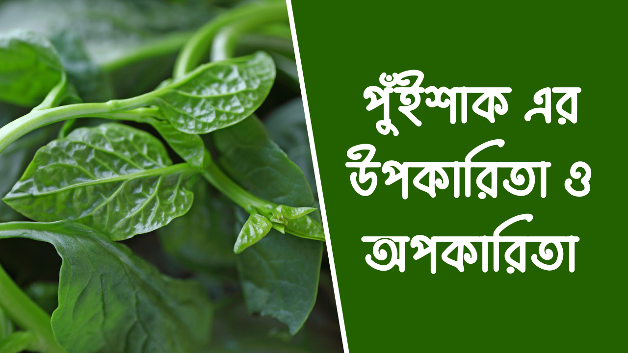 পুঁইশাক এর উপকারিতা ও অপকারিতা