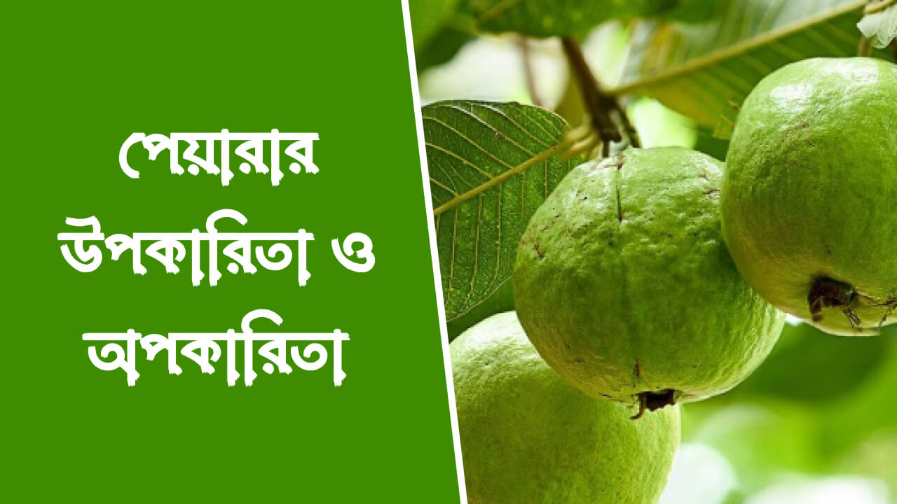 পেয়ারা খাওয়ার উপকারিতা ও অপকারিতা