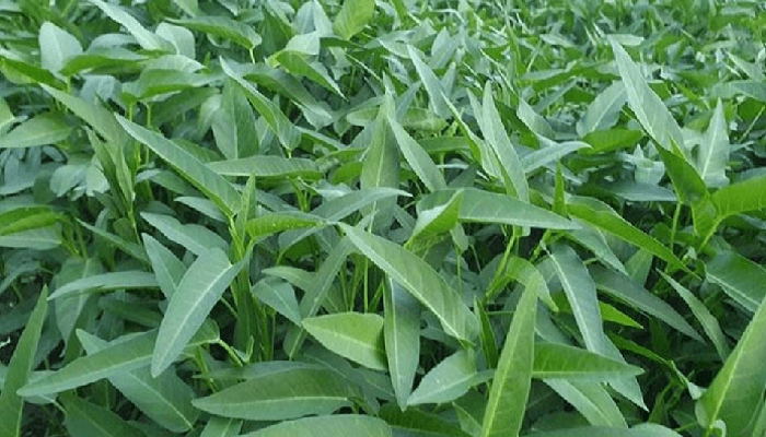 কলমি শাকের উপকারিতা