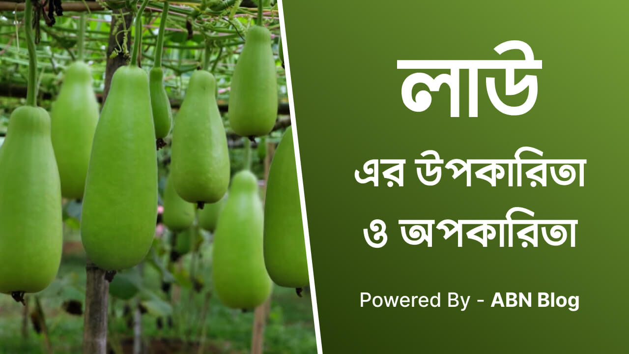 লাউ এর উপকারিতা ও অপকারিতা