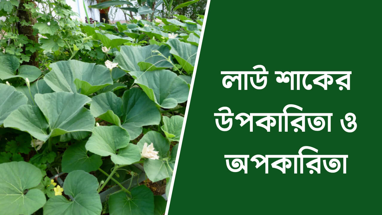 লাউ শাকের উপকারিতা ও অপকারিতা